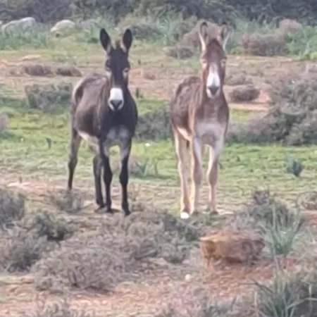 Couette-café Karpaz Sunset 3*