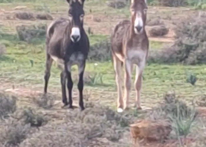 Bed & Breakfast Karpaz Sunset 3*